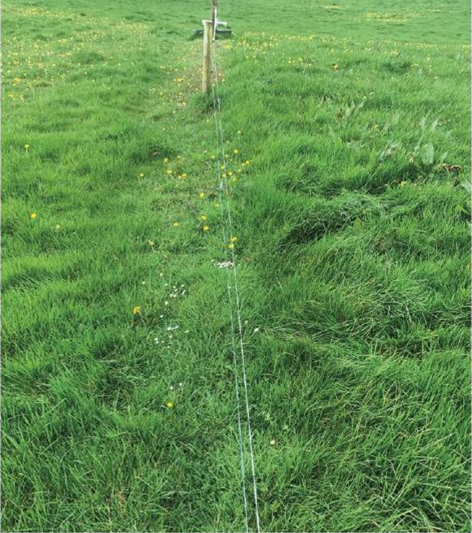 grass fields