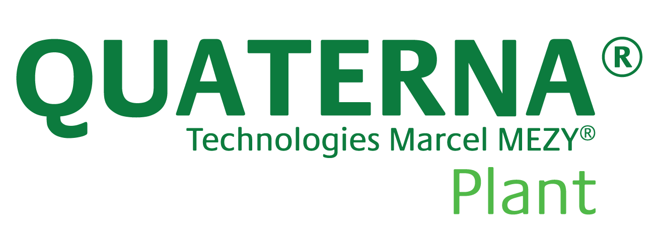 quaterna plant
