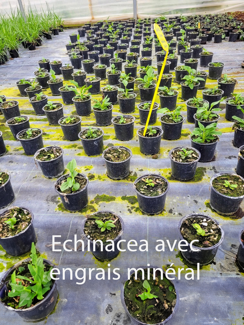 suivi-serres-Echinacea-avec-engrais-minéral-