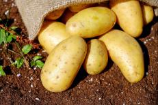 ENSAYO DE PRODUCTOS BIORRACIONALES EN EL CULTIVO DE PATATA