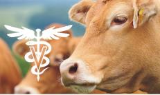 Studio sul sistema di produzione di vitelli sotto la madre  nell’Aveyron