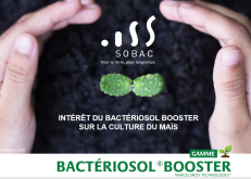 Résultats d'essais avec Bactériosol Booster sur maïs.