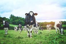 Résultats économiques sur élevage laitier 
