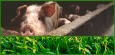Résultats d'étude sur porcs Bretagne - SOBAC