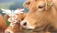 Etude sanitaire  sur l'élevage bovins allaitant réalisée par SOBAC et plusieurs cabinets vétérinaires.
