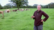 Kim Mac Call cow and ewe breeder Irland