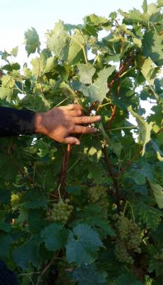 Hervé Pinard, viticulteur, céréalier et producteur de kiwis en BIO.