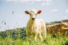 Veau charolais - veau sous la mère