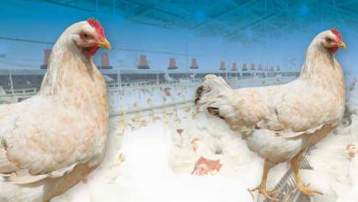 In partnership with ITAVI (technical institute for poulty, rabbit and fish farming).