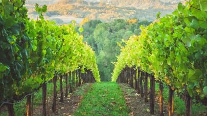 Vignes