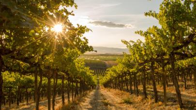 Viticulture