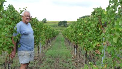' Nous sommes à 45 hl / ha quand beaucoup sont à 30 ', Christian viticulteur bio en Gironde.