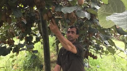 Jean-René Wenk, arboriculteur témoigne sur l'utilisation du Bactériosol.