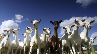 Testimony of Jean Pierre Guérit, goat breeder 