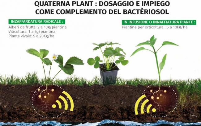QUATERNA PLANT supporto di coltivazione per il successo delle vostre piantagioni 