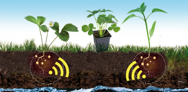 Quaterna Plant schema