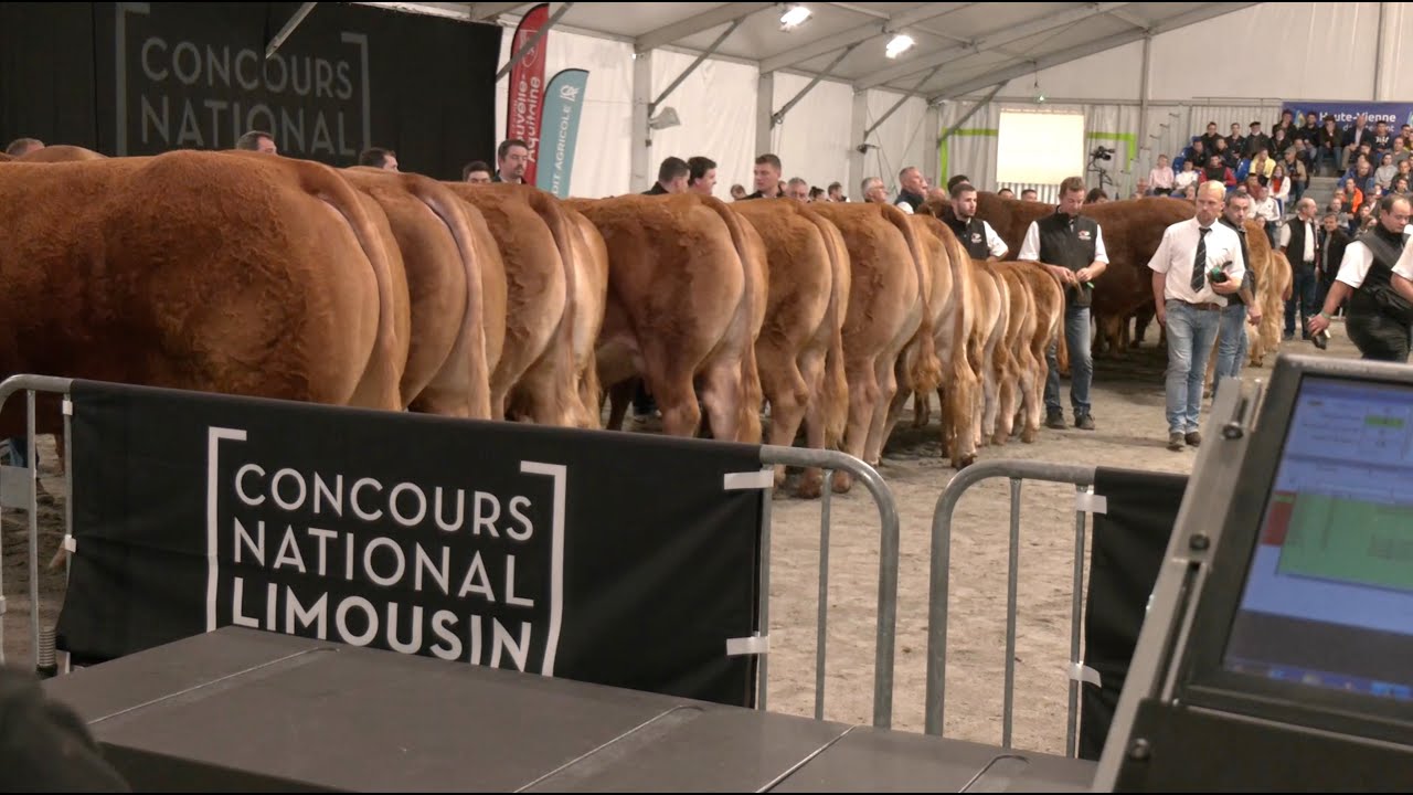National Limousin - 2025