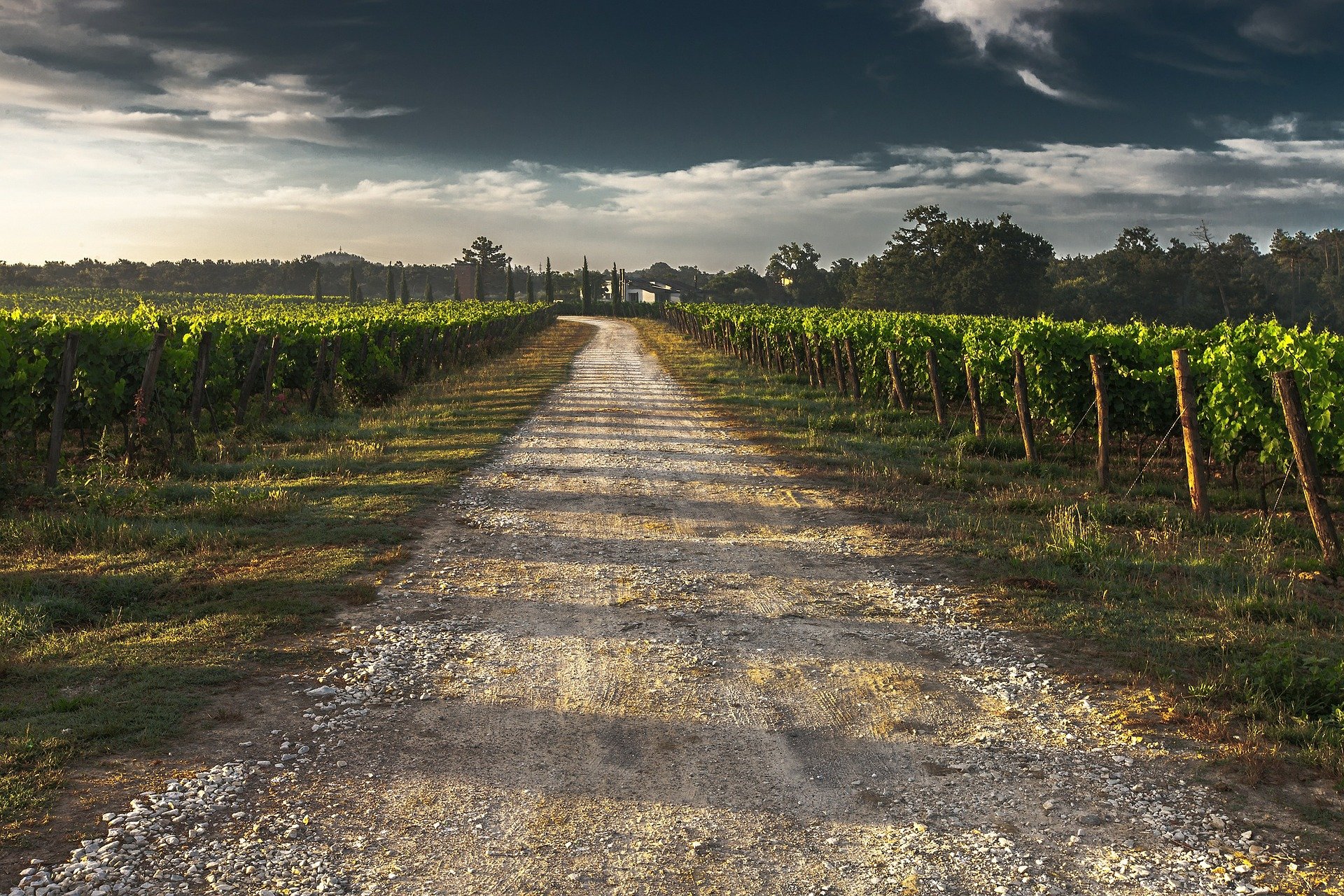 Comment pérenniser votre production avec une viticulture saine et durable ?