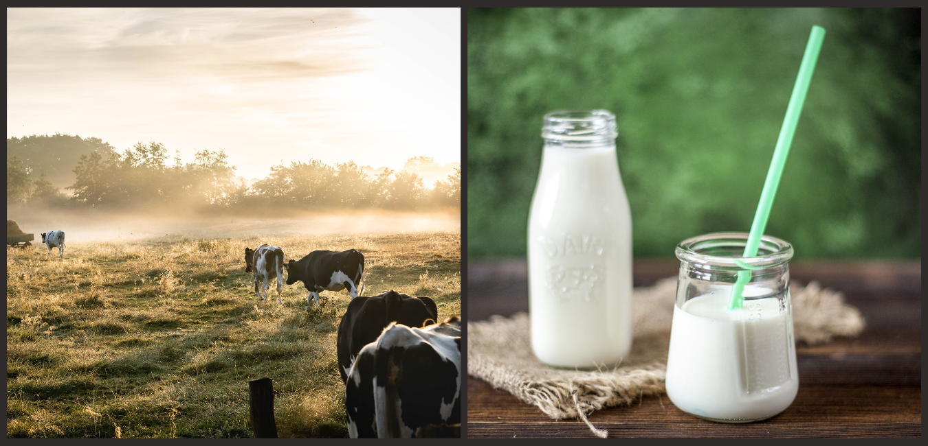 Journée au GAEC DES MAS, éleveurs de vaches laitières avec atelier de transformation et vente directe.