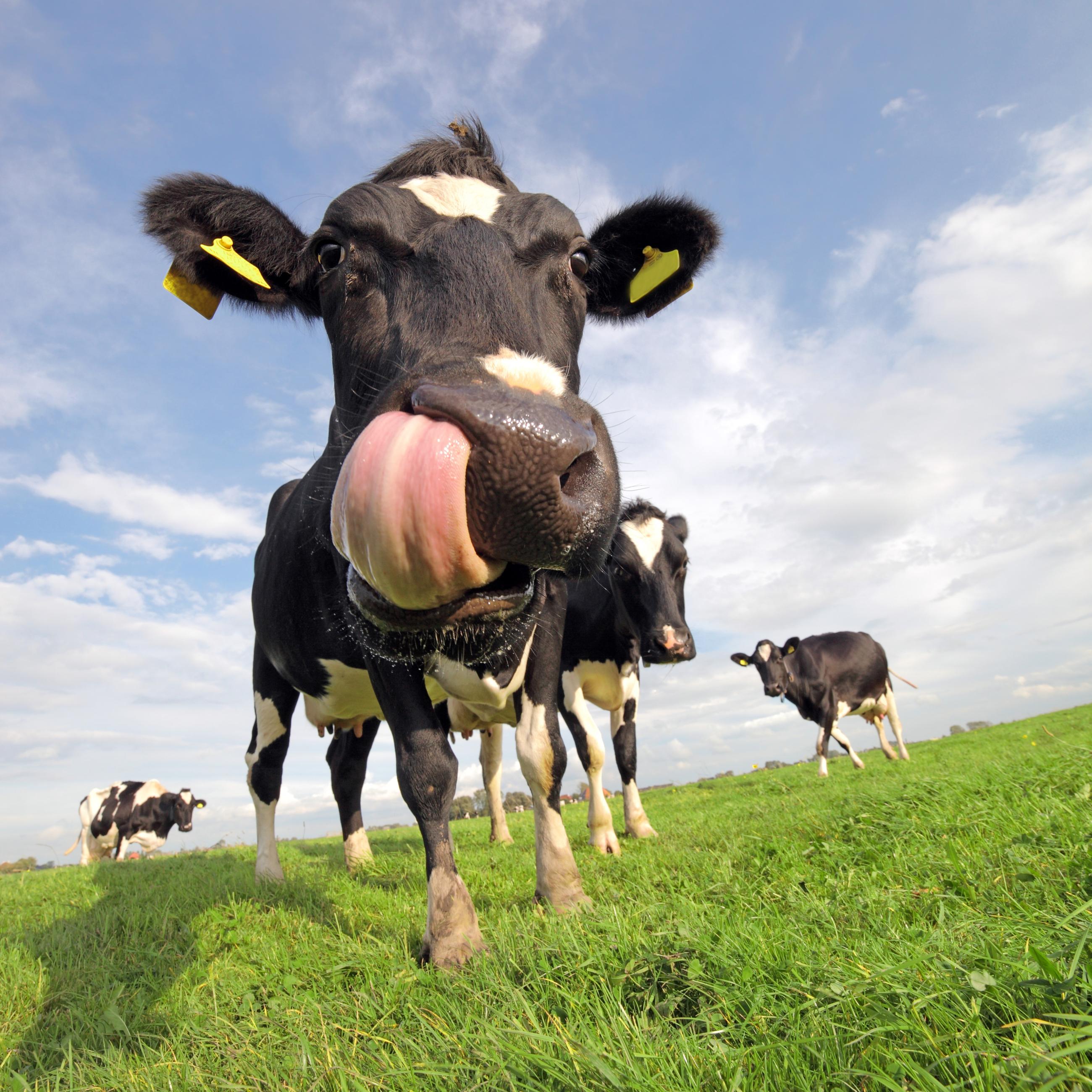 Prim Holstein 