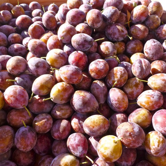 prune 