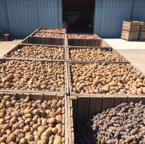 Groupe d’agriculteurs autour d’un profil de sol en grandes cultures à Marbeuf