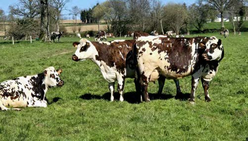Agriculteurs réunis autour d’un profil de sol lors d’une démonstration en élevage